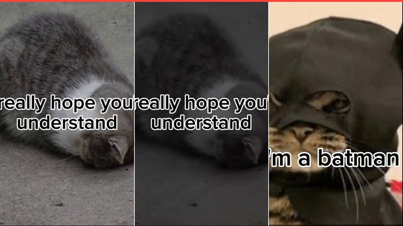 Funny Cat Meme Compilation: The Secret Batman Reveal