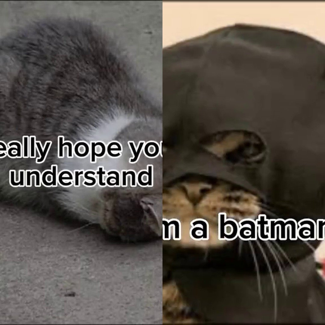 Funny Cat Meme Compilation: The Secret Batman Reveal